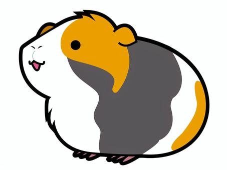 Guinea Pig
