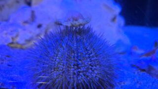 This little sea urchin showed off his new “hat” today 🪸🎩
Sea urchins often decorate themselves with shells, rocks, or bits of algae — not just for fashion, but for protection! These items help camouflage them from predators and even shield them from sunlight.

#SeaUrchin #MarineLife #ExoticVet #WildsideVet #AquaticAnimals #MarineBiology