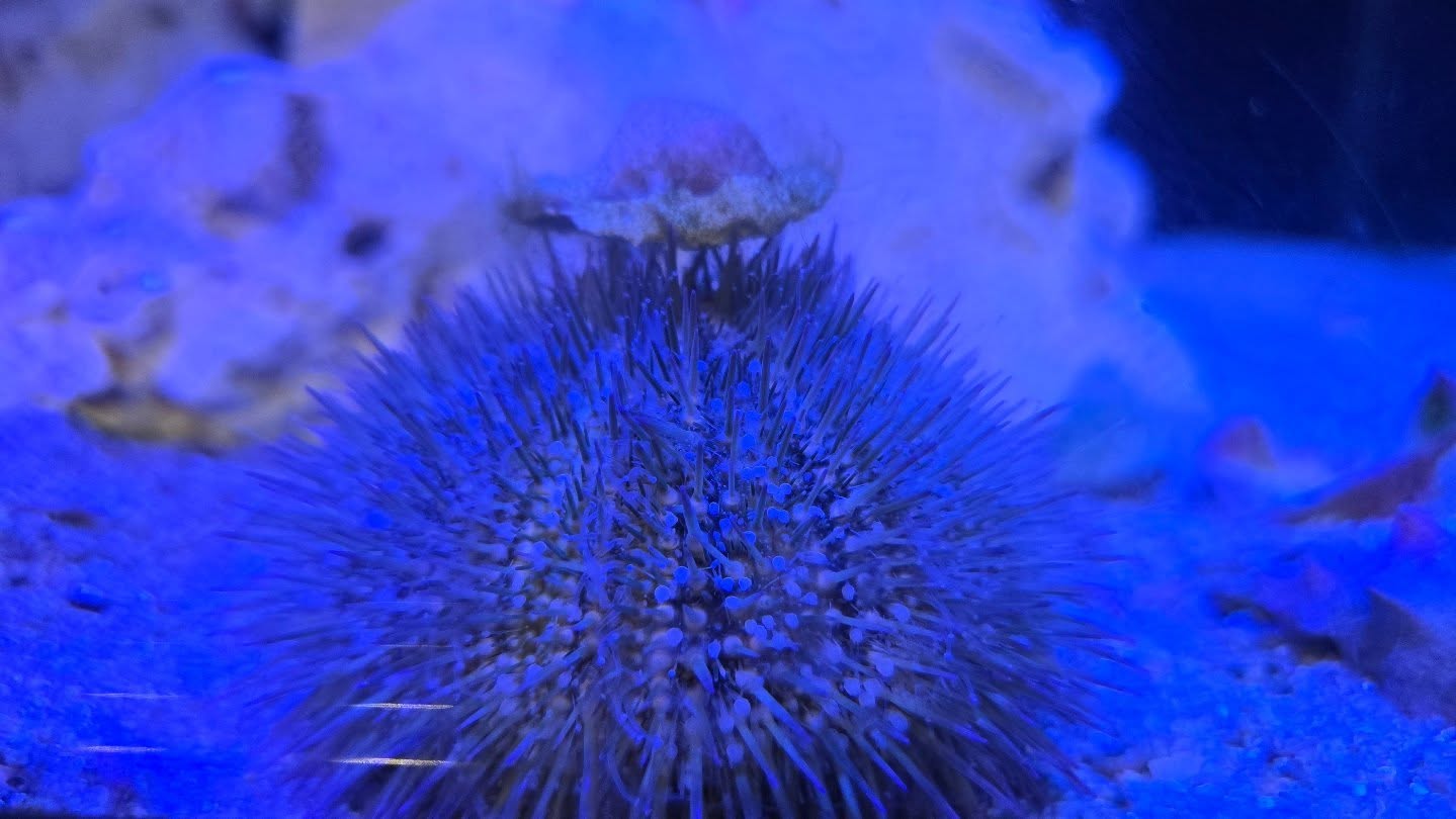 This little sea urchin showed off his new “hat” today 🪸🎩
Sea urchins often decorate themselves with shells, rocks, or bits of algae — not just for fashion, but for protection! These items help camouflage them from predators and even shield them from sunlight.

#SeaUrchin #MarineLife #ExoticVet #WildsideVet #AquaticAnimals #MarineBiology