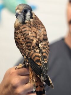 ​This sweet Kestrel is Hei-Hei! She was rescued, and due to permanent lesions, she could not be rehabilitated. 

Luckily, she found her forever home at @sandowaydiscovery, where you can meet her!

​Fun fact about kestrels: These birds hunt 
exclusively during the day. To protect their eyes from the harsh sun, they have dark malar (cheek) stripes that act like a football player's "eye black," absorbing glare to improve their vision. 🦅☀️

Have you ever seen a kestrel in the wild? Let us know in the comments!

#WildlifeRescue #Kestrel  #birdofprey
 #SandowayDiscovery