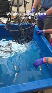 Step right up for the official weigh-in! 🦈⚖️ This little bottom-dweller is stepping on the scale today to make sure she is healthy and thriving. 

#AquaticMedicine #mobileclinic #VeterinaryCare #coxaquarium #florida