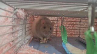 A good Sunday morning spoiling our patients! Sweet crumbs is enjoying her morning treats - apple pieces with bee pollen! 🐝 

#exoticpet #ratsofinstagram #breakfastclub