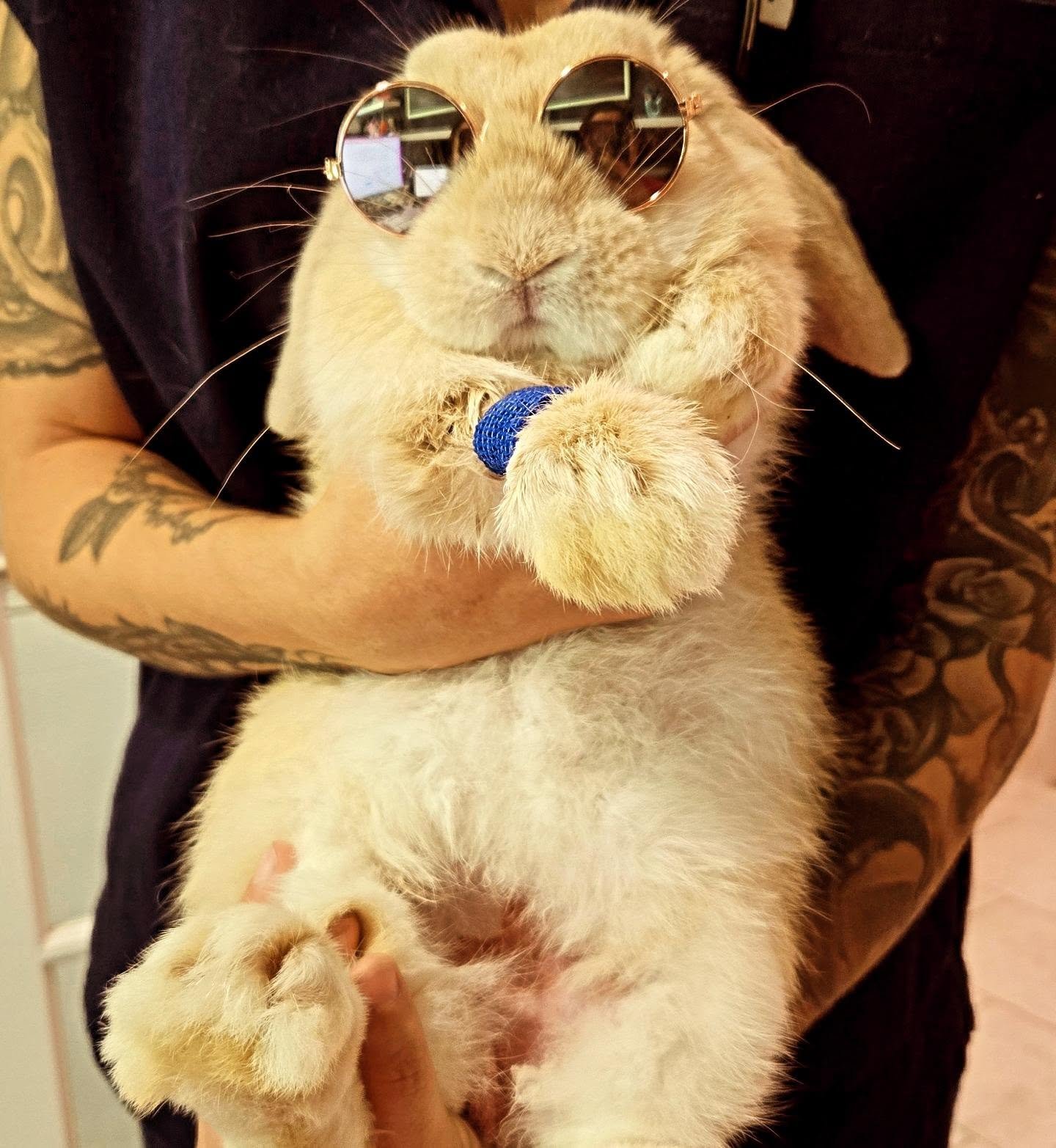 Weekend Mode 🐰🤓

Just your friendly neighborhood veterinarian reminding you that it’s almost the weekend! 😎🐰

This little guy is ready to diagnose the important things in life: snacks, cuddles, and absolutely no Monday appointments. 😂

Wishing everyone a happy, healthy weekend from all of us at Wildside Veterinary Health Center! 💚

#WeekendVibes #RabbitLife #BunnyVet #ExoticVet #WildsideVeterinary CuteBunny VeterinaryMedicine AlmostTheWeekend