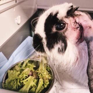 Beautiful Lilo 🤍🐰

Lilo is a lop-eared rabbit who recently underwent a lateral ear resection because of severe, chronic ear disease.

But why are lop-eared rabbits more prone to ear problems?

Those adorable floppy ears come with a downside: the way the ear folds and covers the ear canal can reduce ventilation and make it harder for debris and moisture to escape, also the ear canal genetically is usually smaller than other breeds. Over time, this can contribute to wax accumulation, inflammation, bacterial or yeast overgrowth, and sometimes chronic or deep ear infections.

A lateral ear resection is a surgical procedure that removes part of the side wall of the ear canal. By creating a larger, more open pathway for the ear canal, we can improve airflow, drainage, and access for cleaning and medication.

The goal isn't simply to treat the infection that is present today — it is to improve the anatomy of the ear and make long-term management easier.

For rabbits with severe or chronic otitis, surgery can be an important part of giving them a more comfortable future. 🐰💗

Lilo has been such a beautiful patient, and we're so happy to see her on the road to recovery!

✨ Those floppy ears may be adorable, but they also deserve some extra attention!

#RabbitMedicine #RabbitHealth #LopRabbit #LopEaredRabbit #RabbitOtitis RabbitSurgery ExoticAnimalMedicine ExoticVet AvianAndExotic RabbitVeterinarian WildsideVet