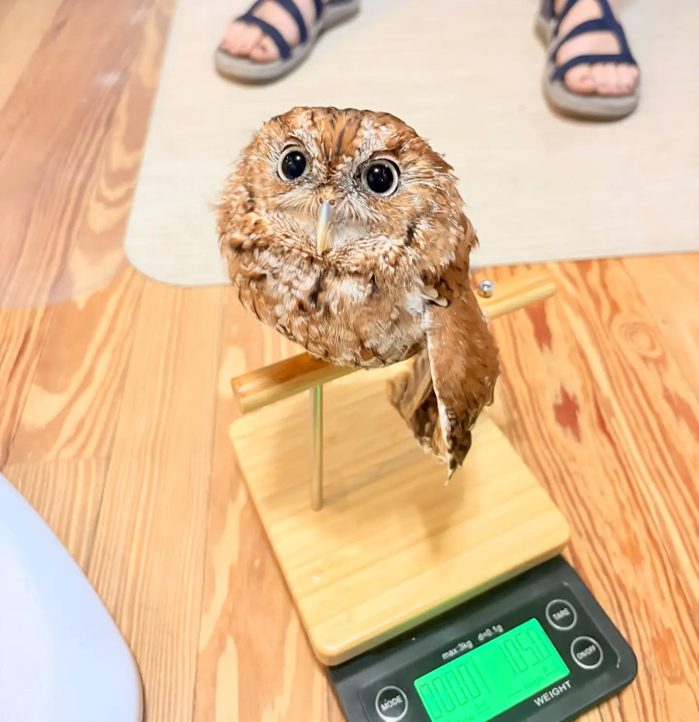 🦉 Meet Kahoot! 💙

This little screech owl from Sandoway Aquarium is one of our long-term patients at Wildside Vet!

Last week we saw him for a quick grooming and a quick weigh-in. ⚖️🦉

Did you know that regular weight checks are an important part of veterinary care? Even small changes in body weight can provide valuable clues about an animal’s health, sometimes before other signs of illness become noticeable.

For our patients, routine monitoring helps us track trends, assess their condition, and make adjustments to their care when needed.

We love seeing our longtime patients and helping them stay healthy, one little check-up at a time! 💙

#WildsideVet #ScreechOwl #AvianMedicine #ExoticAnimalVet #WildlifeCare SandowayAquarium

@sandowaydiscovery